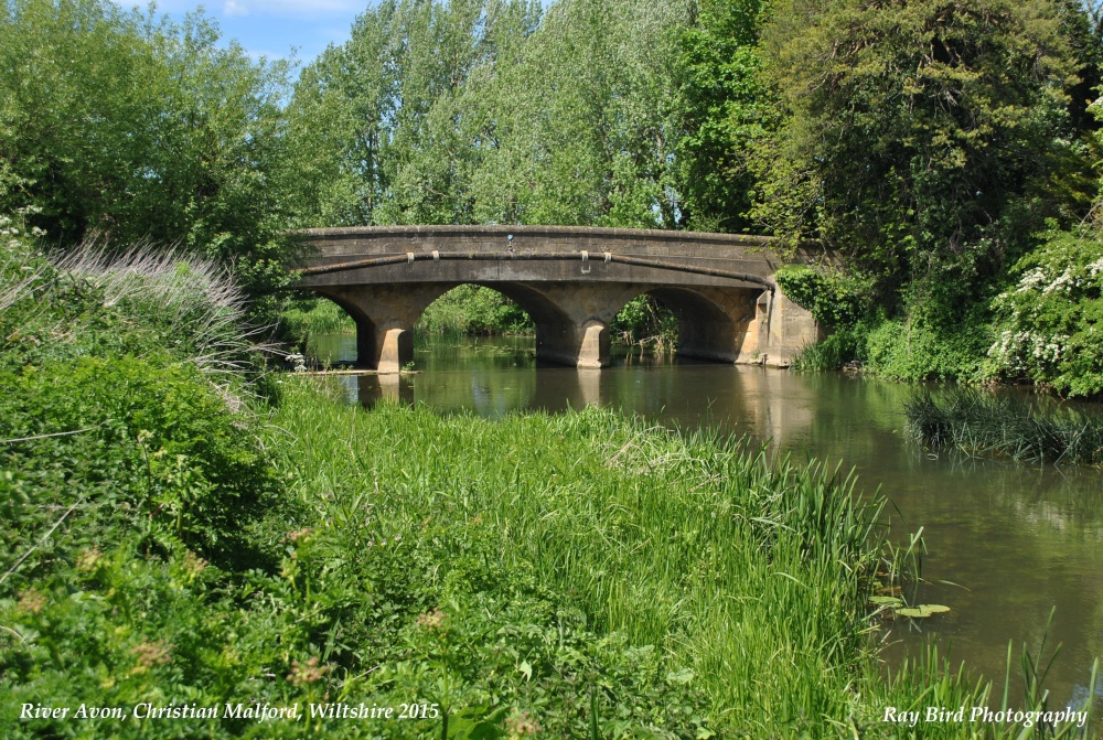 River Avon, Christian Malford, Wiltshire 2015