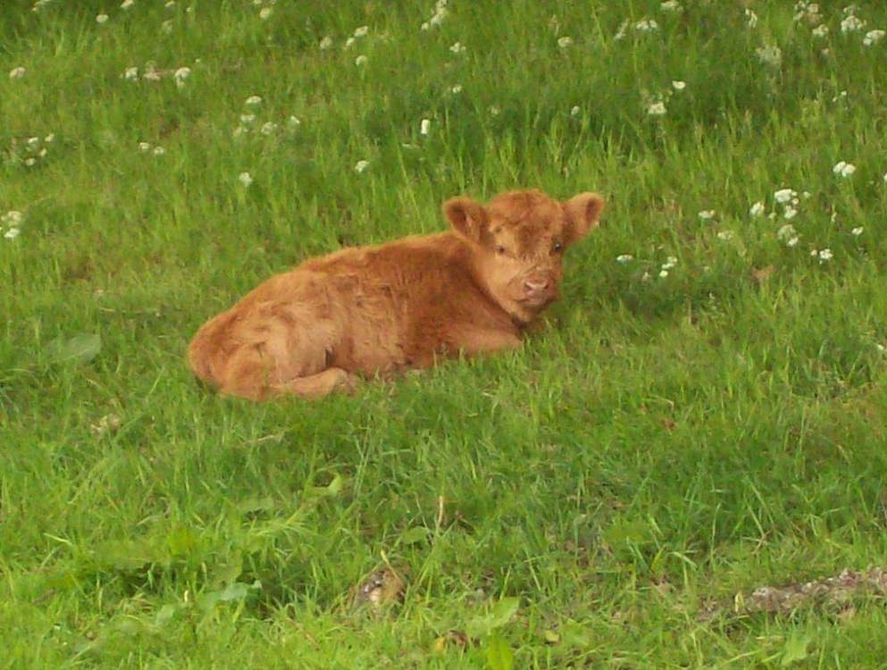 Photograph of Highland Calf