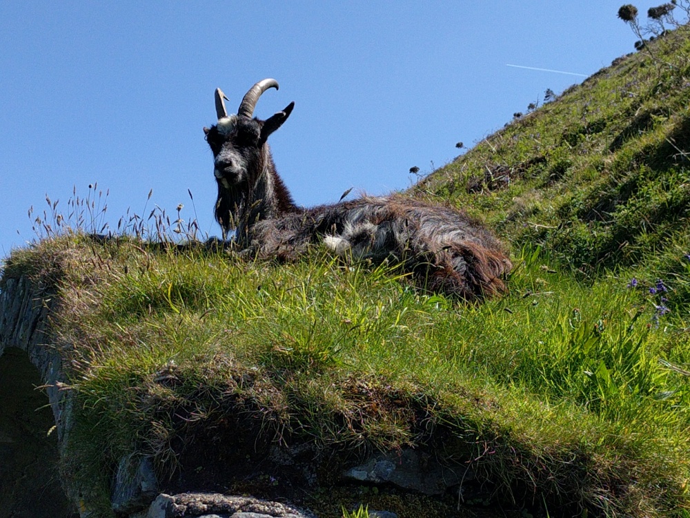 Feral goat