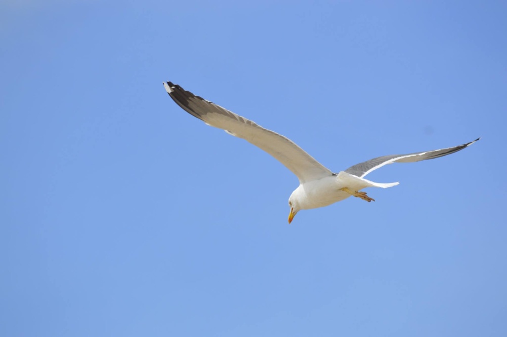 Seagull, Weston-Super-Mare