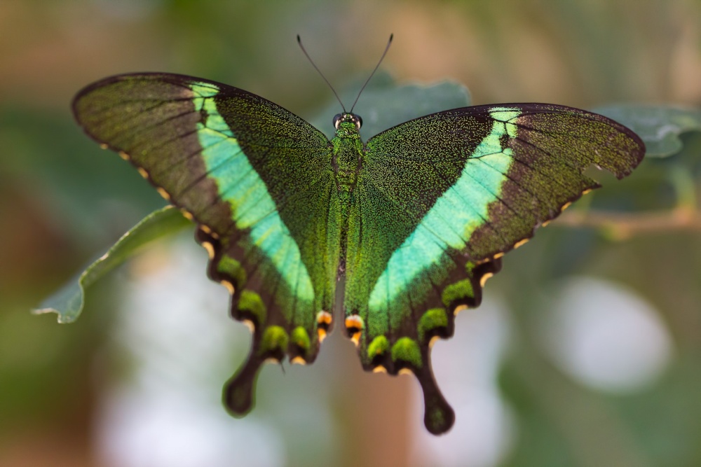 Stratford Butterfly Farm