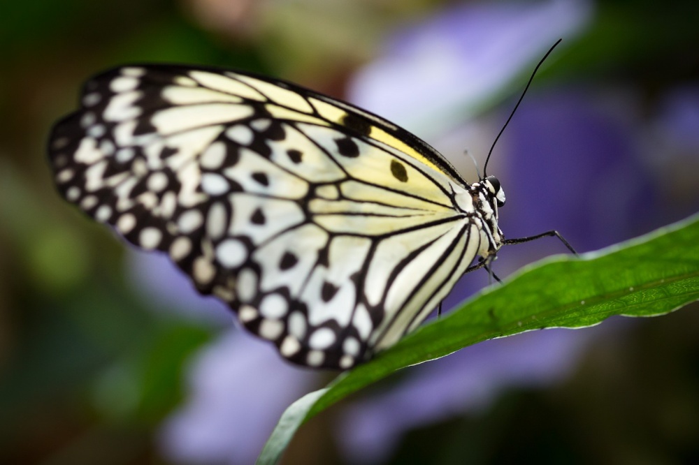 Stratford Butterfly Farm