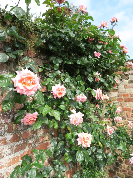 The Old English Rose Garden of St Edmundsbury Cathedral - Bury St Edmunds