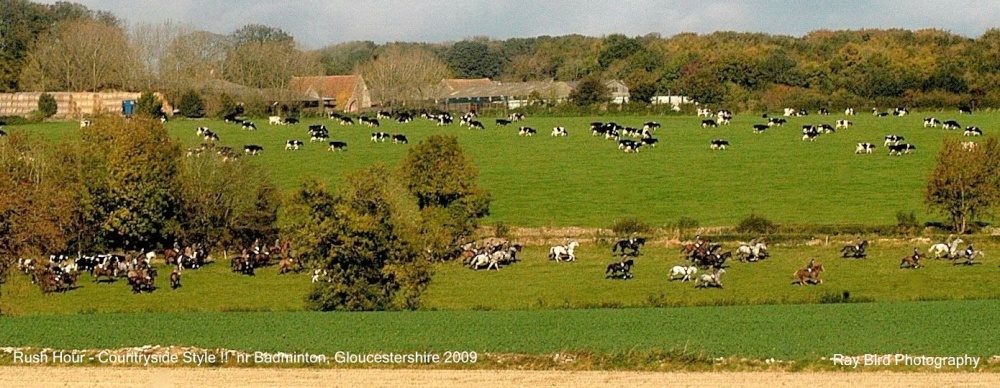 Photograph of Rush Hour - Countryside Style !!  nr Badminton, Gloucestershire 2009
