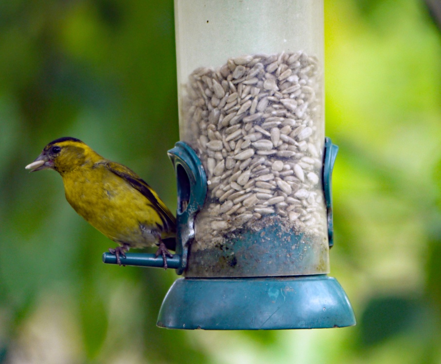 Greenfinch? Not sure