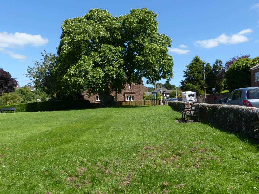 Photograph of Old Walnut tree, Hayton village, Cumbria