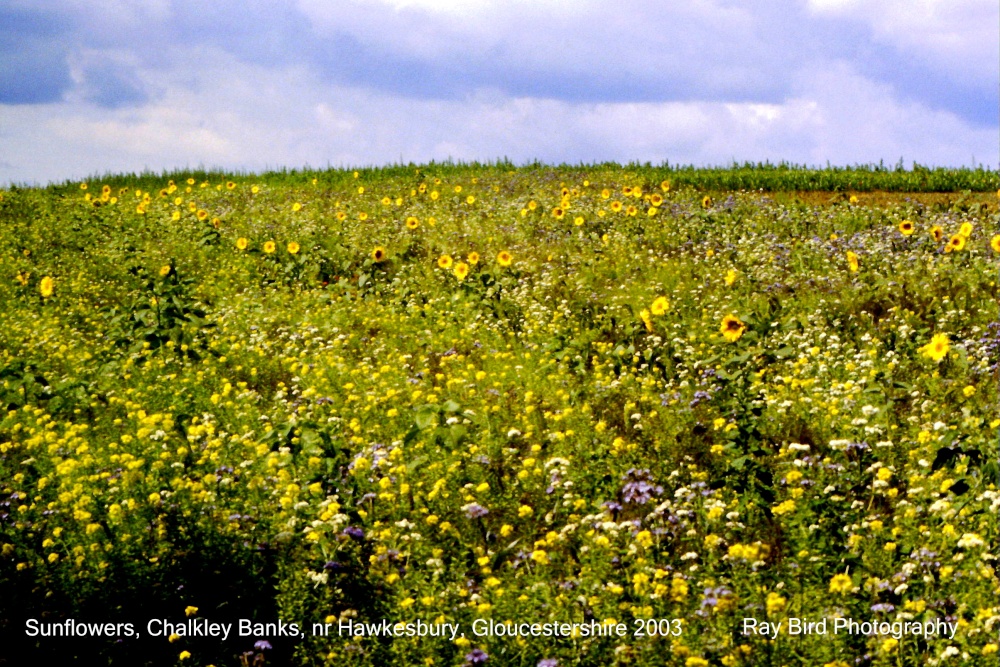 Sunflowers, Chalkley Banks, nr Hawkesbury, Gloucestershire 2003