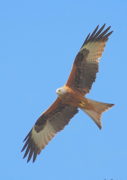 Red kite,  Harewood house, Yorkshire
