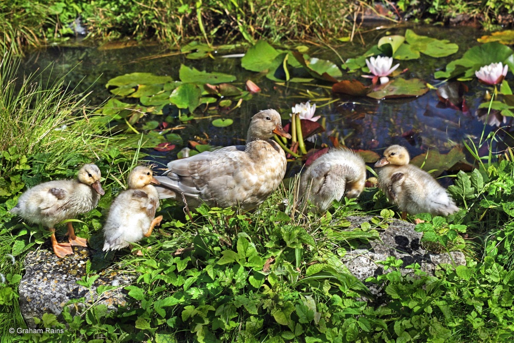 Shillingstone, Dorset.