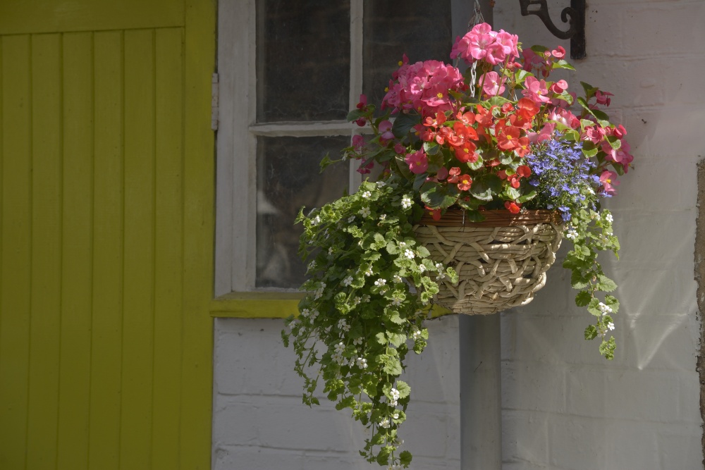 Hanging Basket at Cheddleton, Staffordshire