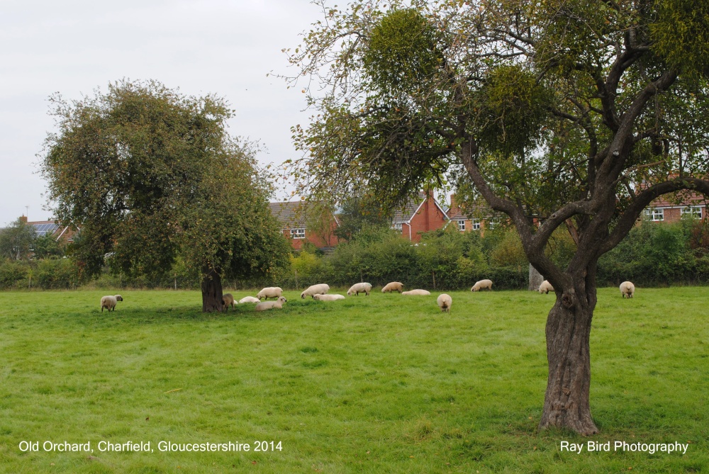 Old Orchard, Charfield, Gloucestershire 2014