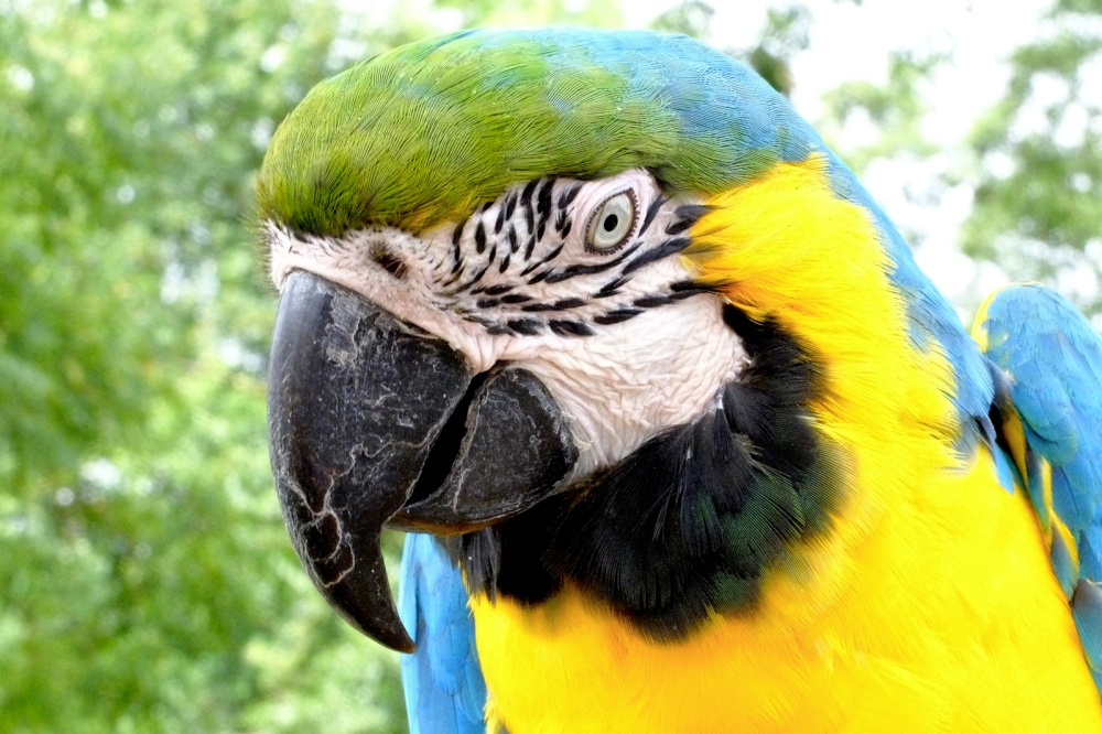 Tropical Birdland, Desford.