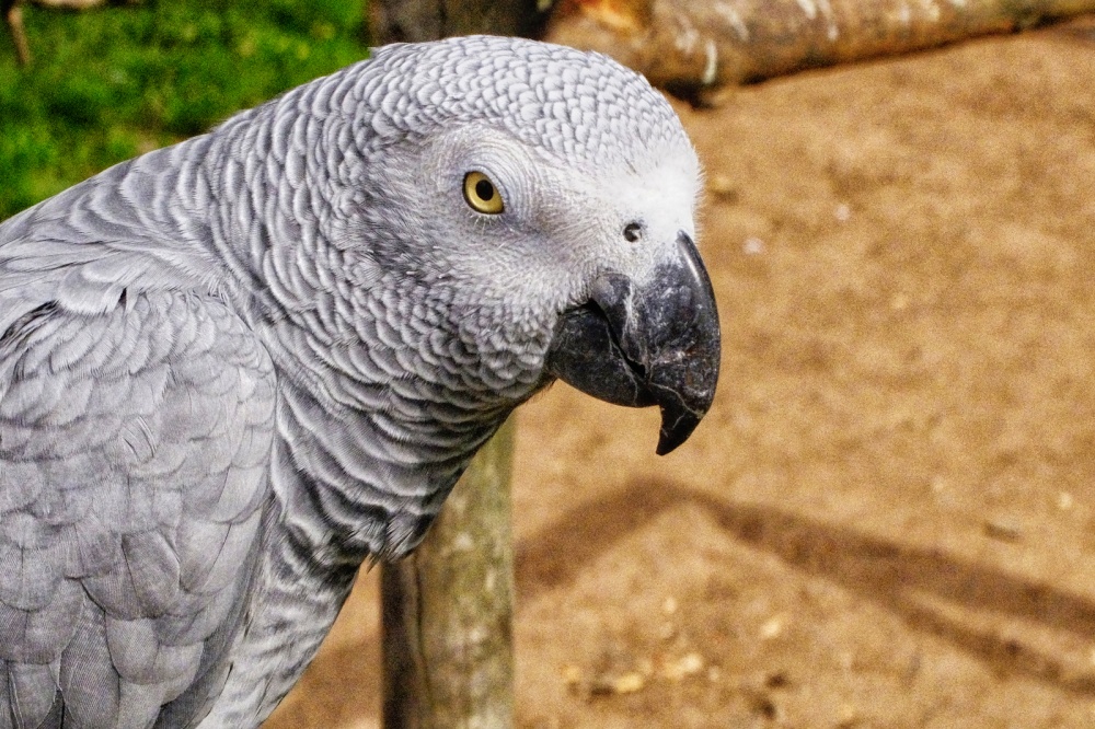 Tropical Birdland. Desford.