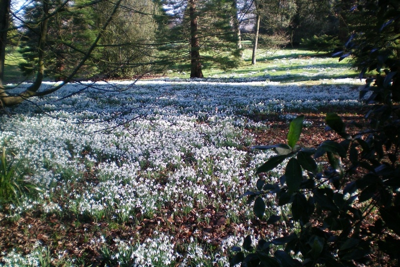 Snowdrops at Kingston Lacy, Wimborne Minster, Dorset photo by David Brawson