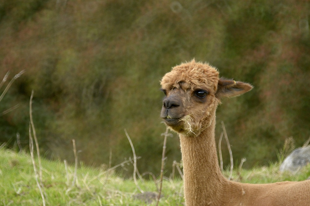 An Alpaca near Flash, Staffordshire