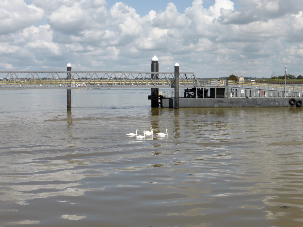 Pontoon and Swans on the River Thames at Gravesend.