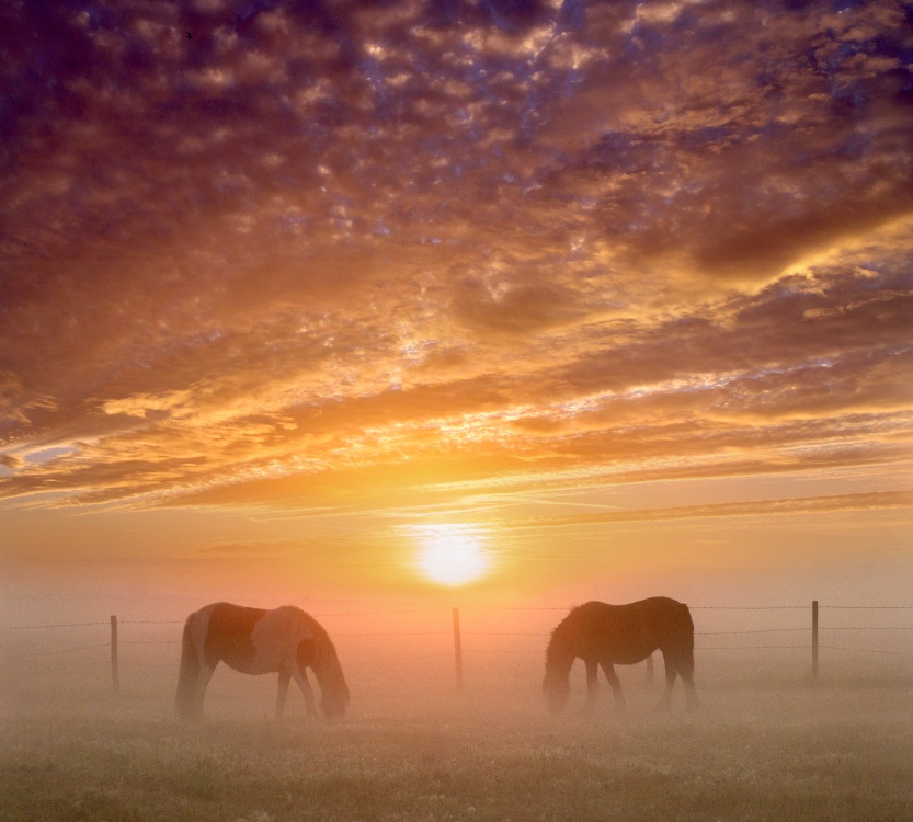 Photograph of Foggy Sunrise, Crayford Marshes