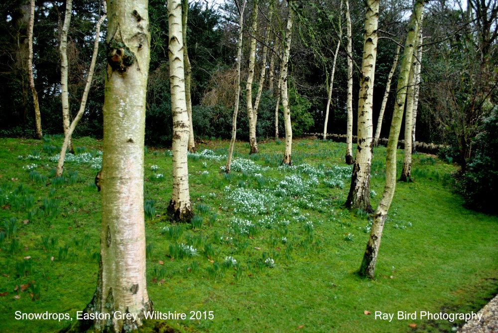 Snowdrops, Easton Grey, Wiltshire 2015