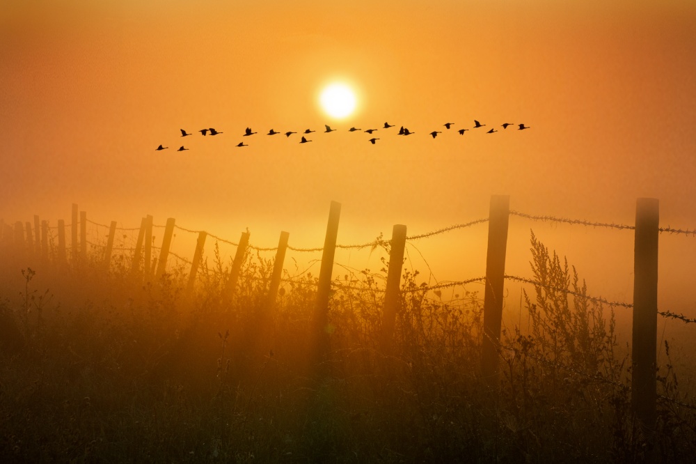 Geese over the Crayford Marshes