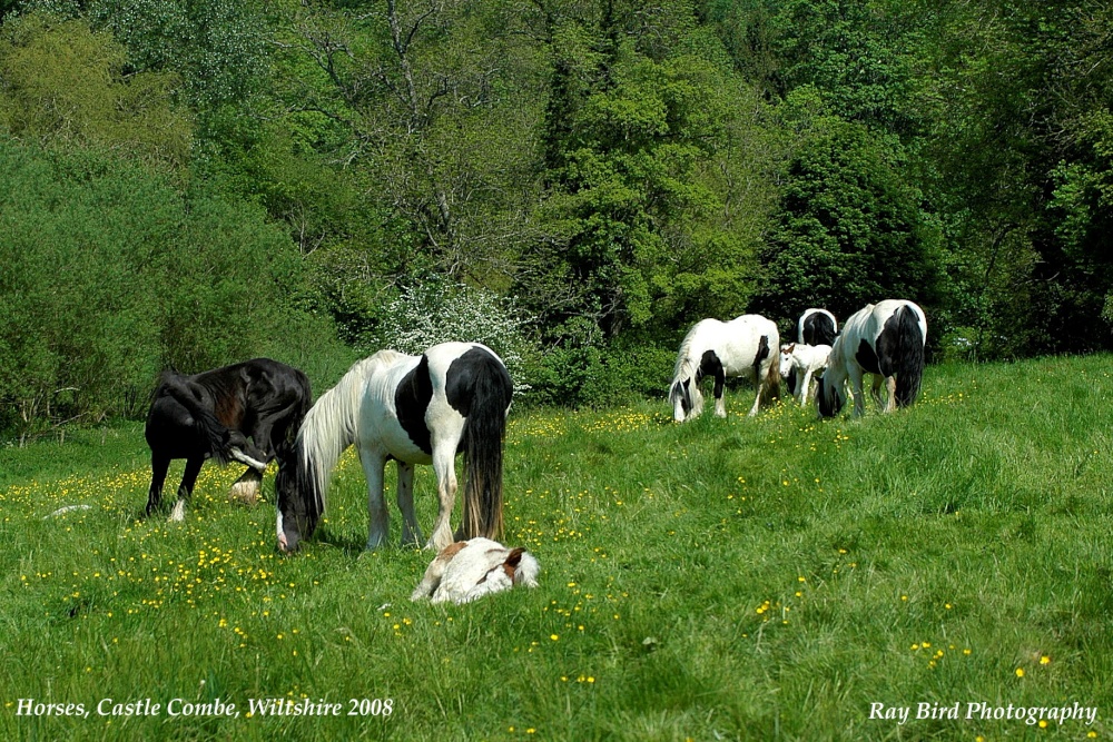 Mares & Foals, Castle Combe, Wiltshire 2008