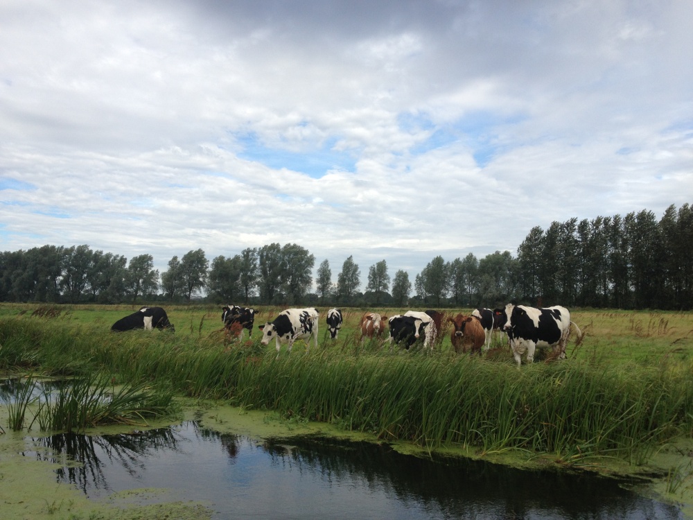 Photograph of Cattle on marshes at Shipmeadow