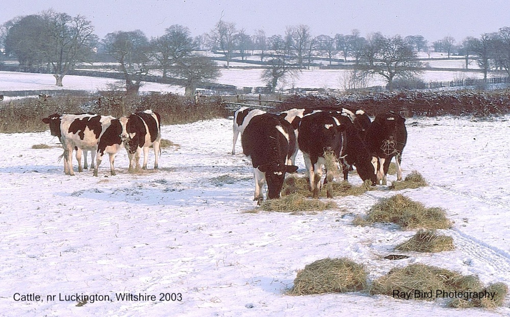 Cattle, nr Luckington, Wiltshire 2003