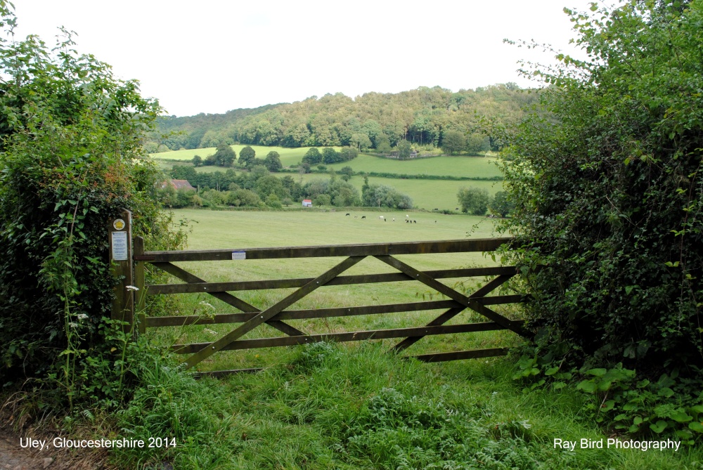 "Cotswold Way, Uley, Gloucestershire 2014" by Ray Bird at