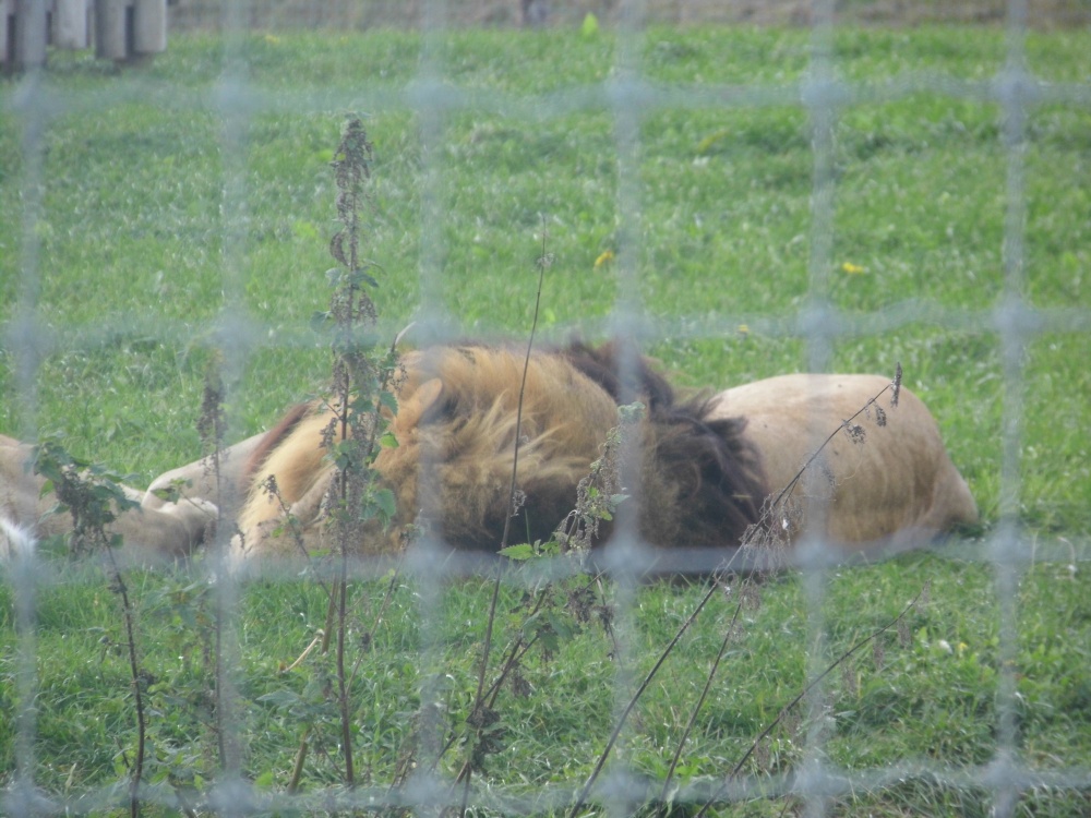 YORKSHIRE WILDLIFE PARK