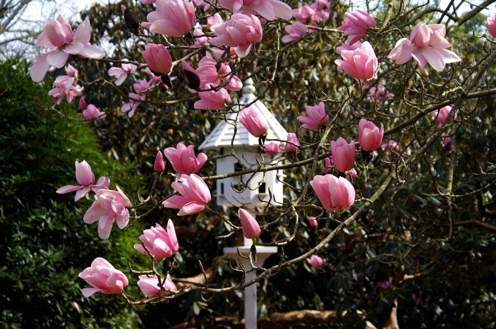 Heligan gardens, Cornwall