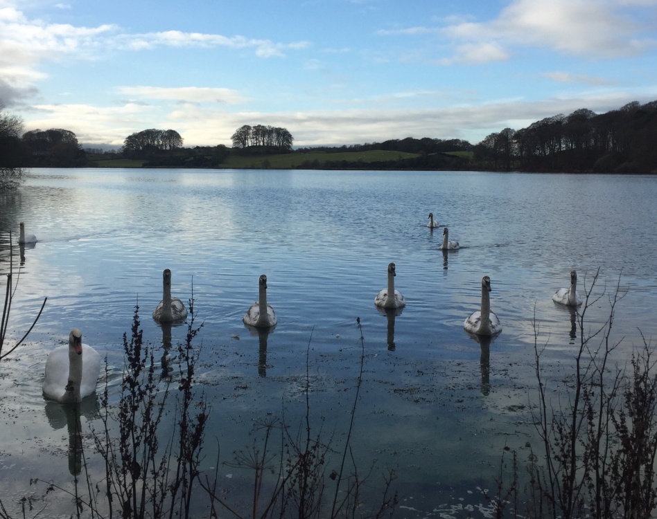 Cygnets on my tarn photo by Nancy Brown