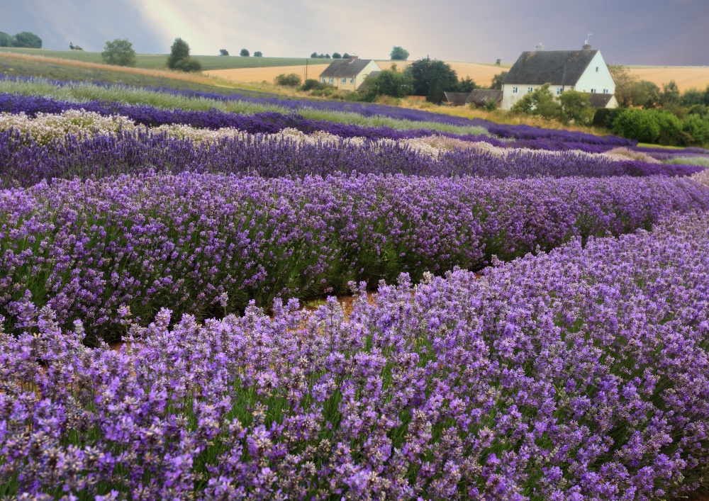Snowshill Lavender Farm