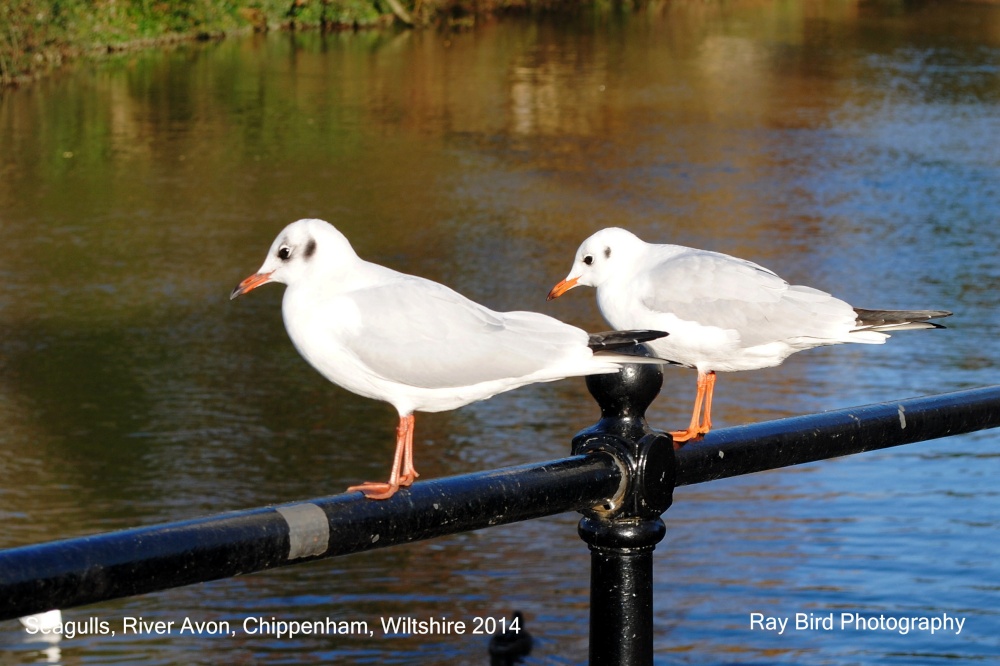 Photograph of Seagulls, River Avon, Chippenham, Wiltshire 2014