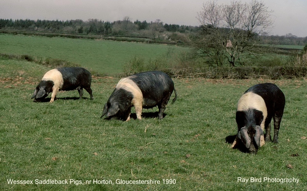 Wessex Saddleback Pigs, Horton, Gloucestershire 1990