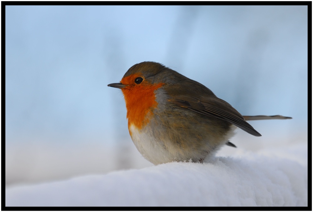 Robin in the snow, Reddish Vale Country Park