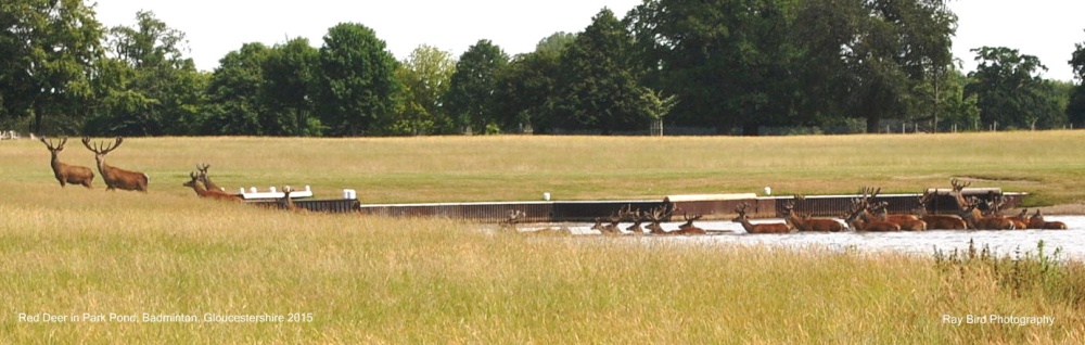 Red Deer, Badminton Lake, Badminton Park, Gloucestershire 2015