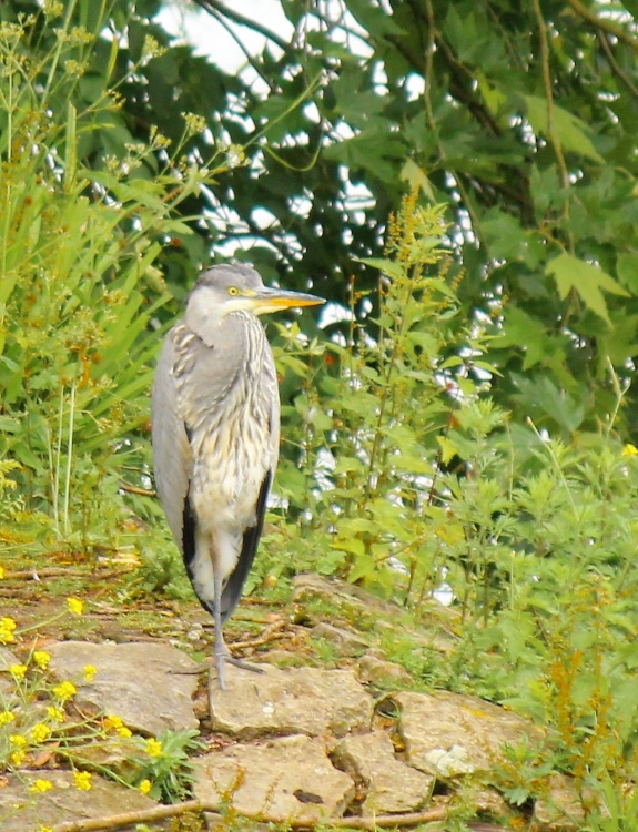 Heron