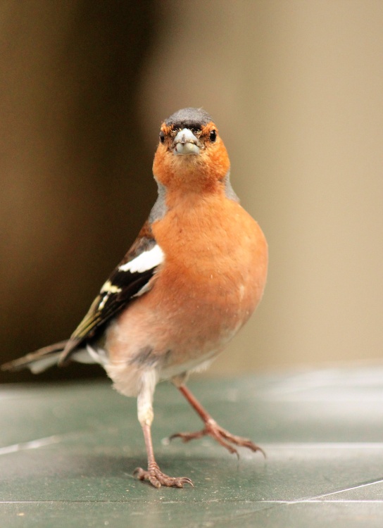 Chaffinch