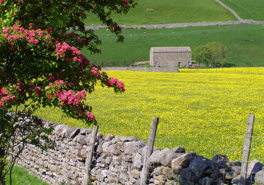 Buttercup Meadow near Reeth, Swaledale.