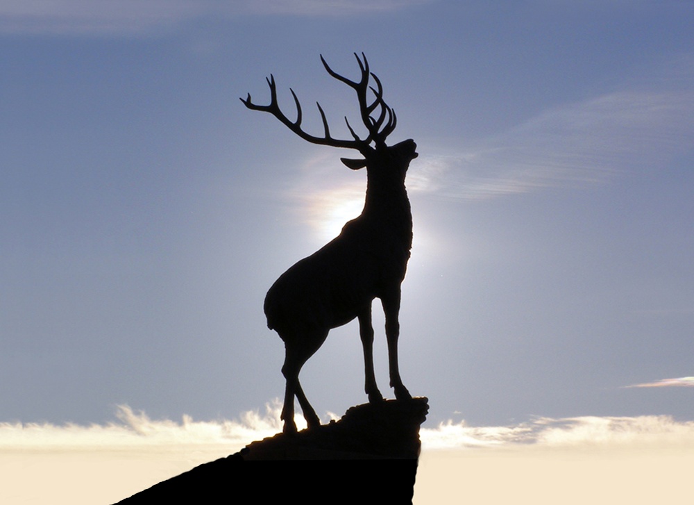 The Hartlepool Stag