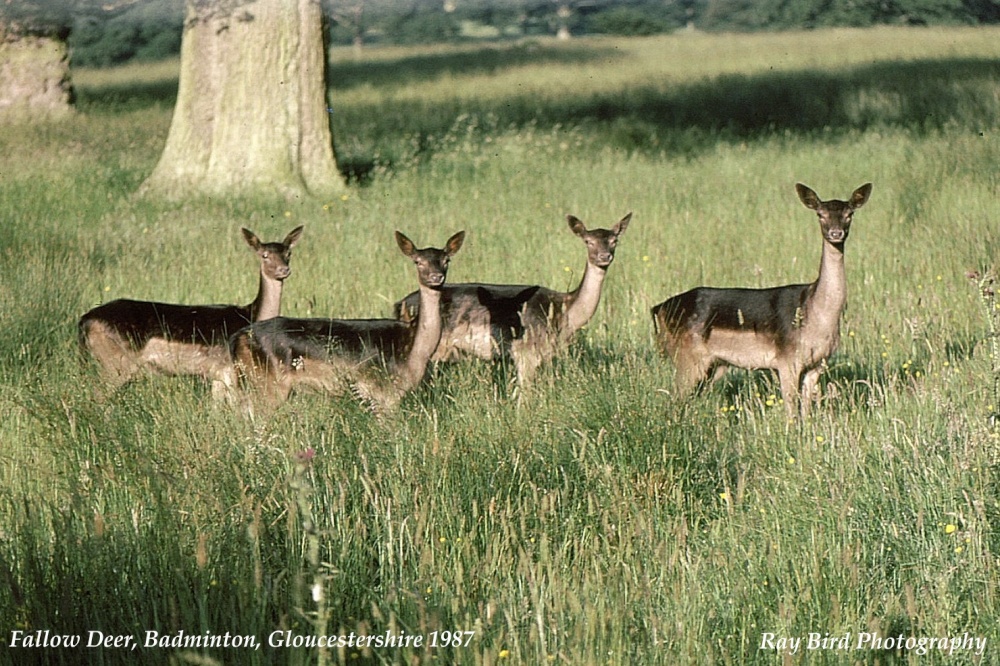 Fallow Deer, Badminton Park, Gloucestershire 1987