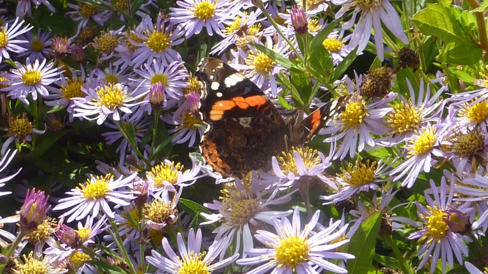 Butterfly on blooms, 5th October 2017