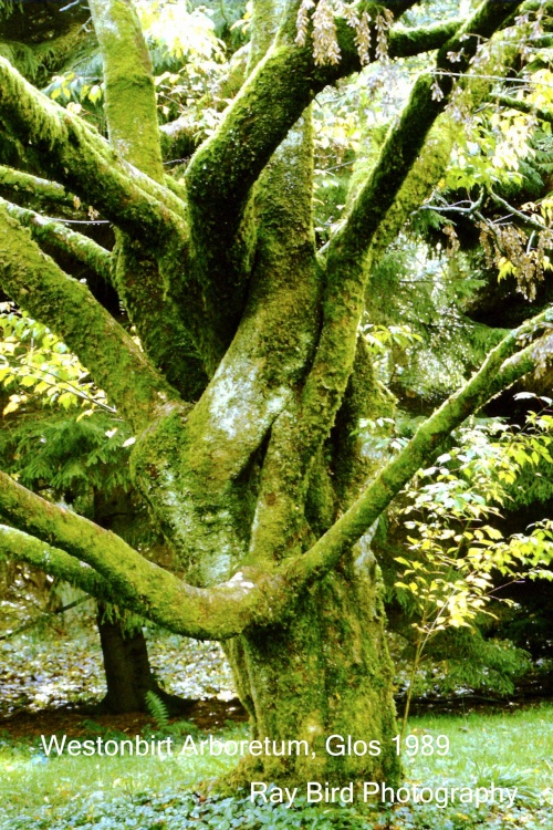 Westonbirt Arboretum, Gloucestershire 1989