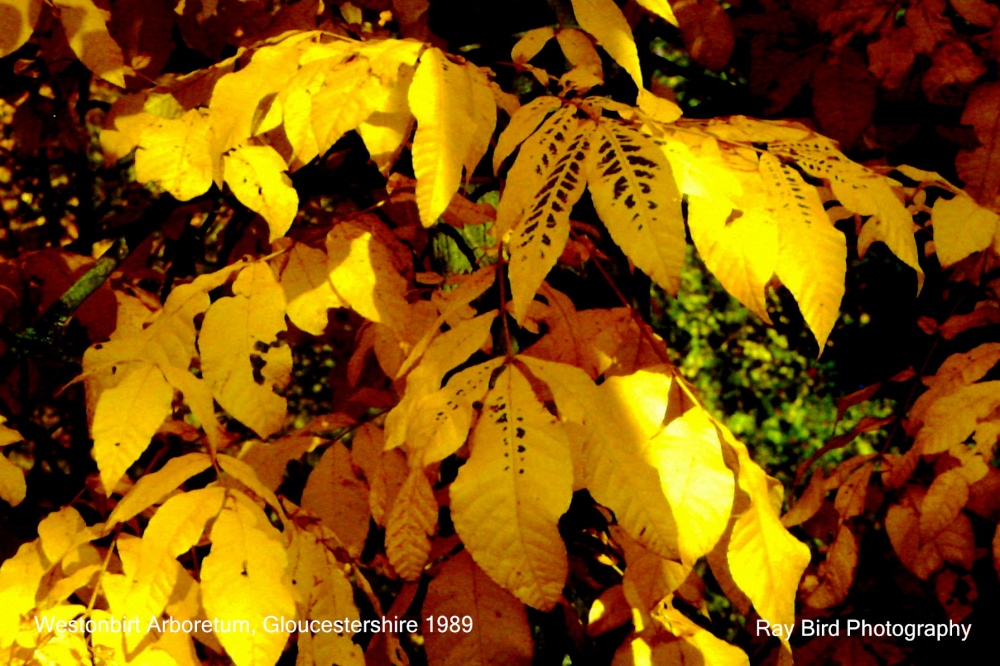 Westonbirt Arboretum, Gloucestershire 1989