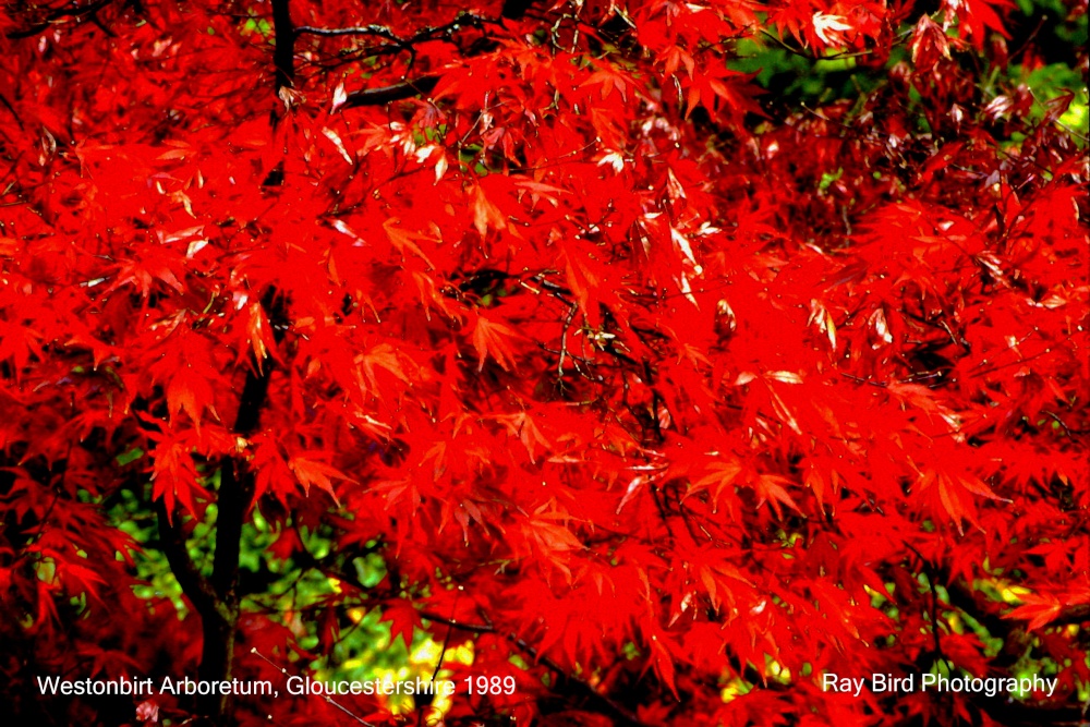 Westonbirt Arboretum, Gloucestershire 1989