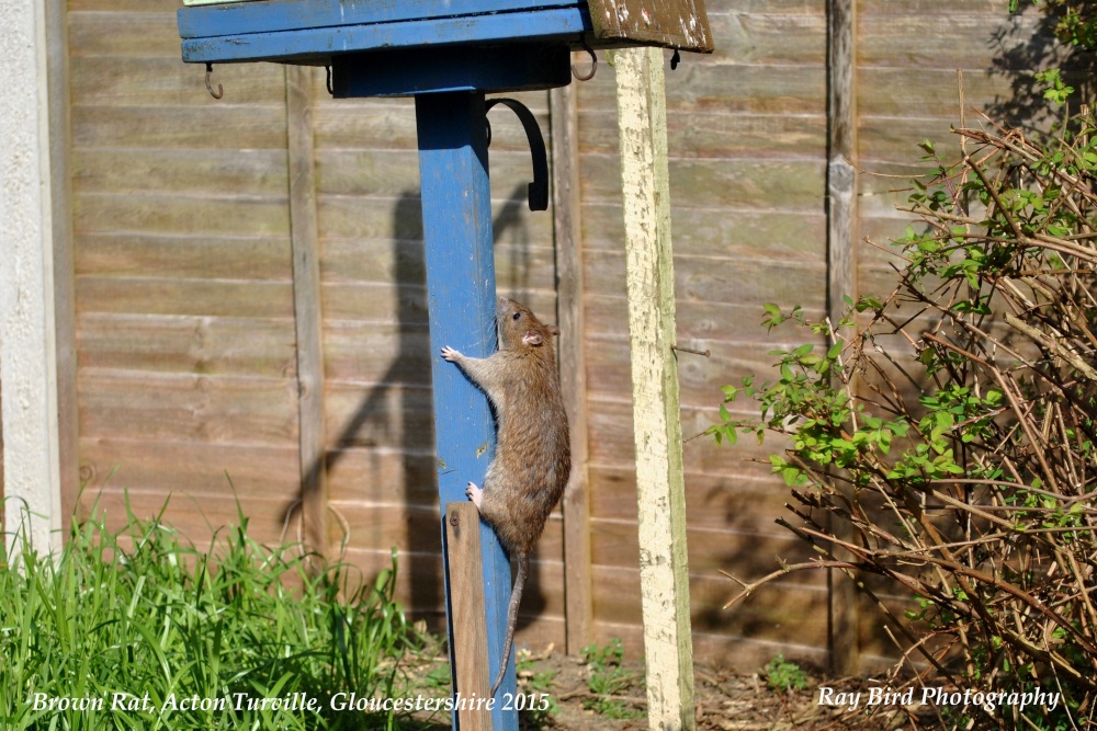 Brown Rat climbing up Bird Table, Acton Turville, Gloucestershire 2015