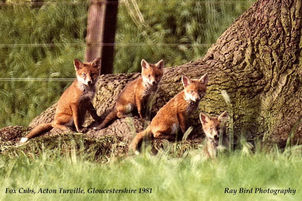 Fox-Cubs, nr Acton Turville, Gloucestershire 1981