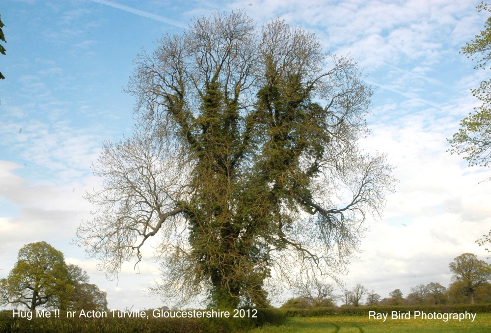 Hug Me !! nr Acton Turville, Gloucestershire 2012