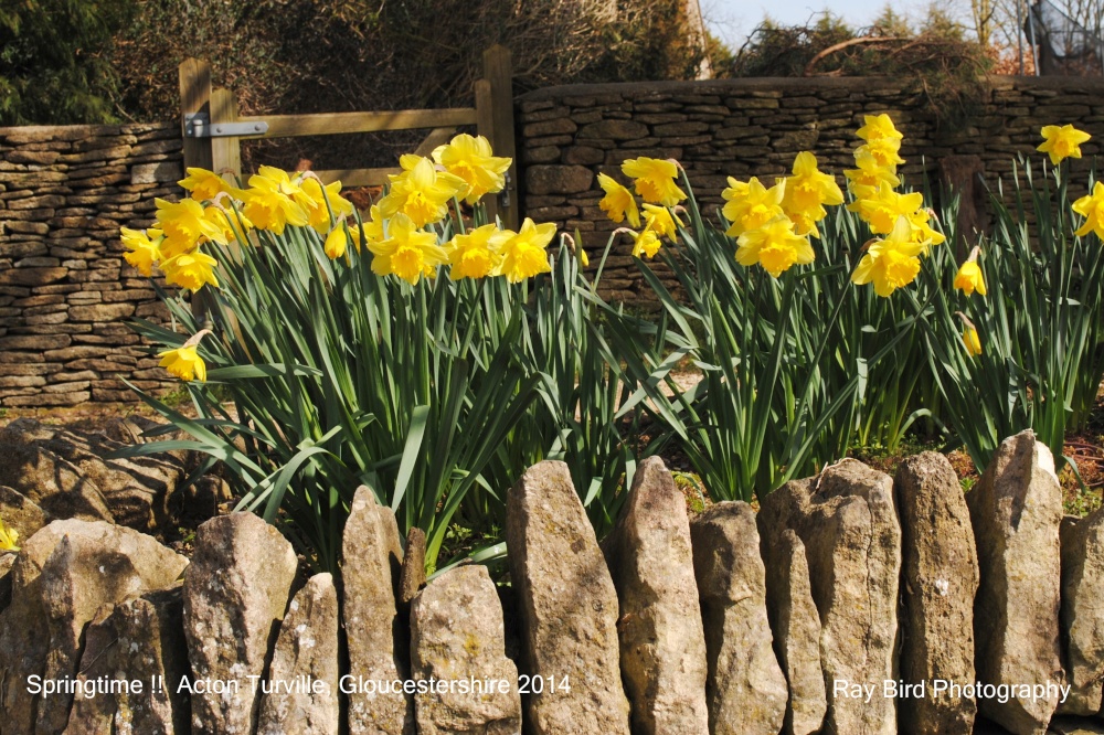 Springtime, Acton Turville, Gloucestershire 2014