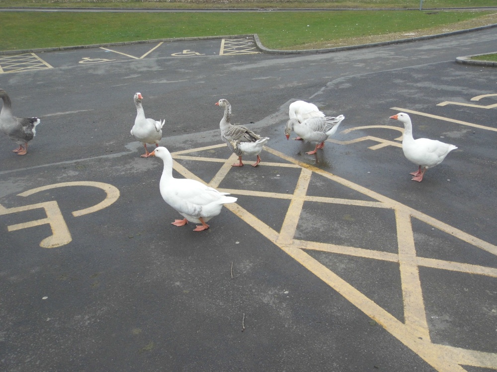 POOLSBROOK COUNTRY PARK STAVELEY