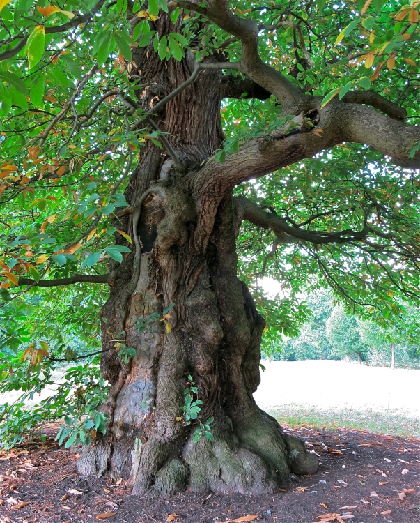 Lion Face in London Tree